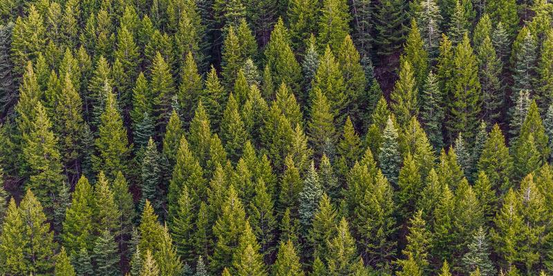 An overhead view of a dense forest with coniferous trees in various shades of green. Photo by Matthew Montrone: https://www.pexels.com/photo/green-pine-trees-1179229/