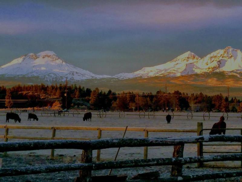 Landscape with snow-capped mountains, grazing cows, and a wooden fence at sunset. Image - Patrick Davenport, Sisters